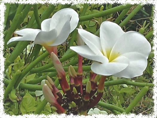 Invasion of the Bodysnatchers