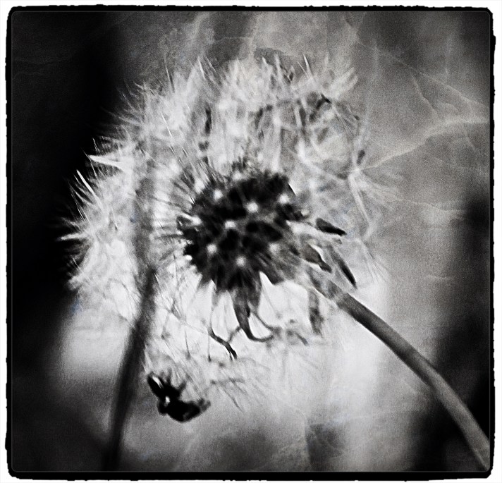 Dandelion