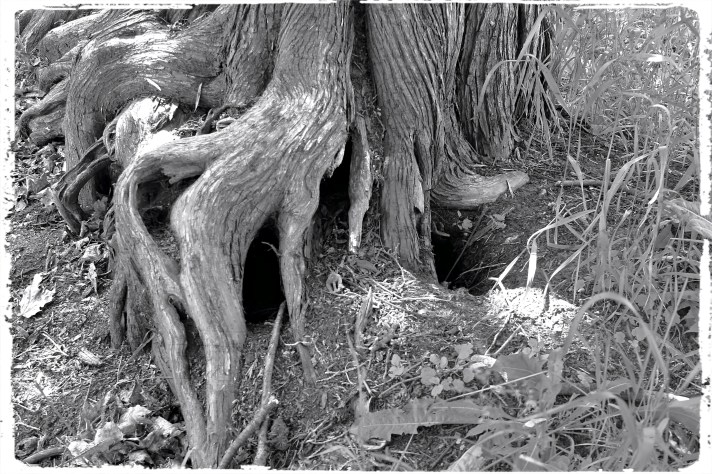 Ent Foot