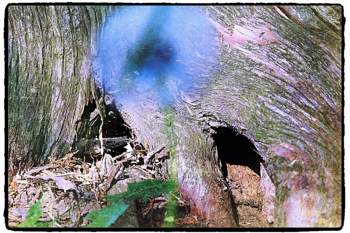 Ghosts of the Cemetary