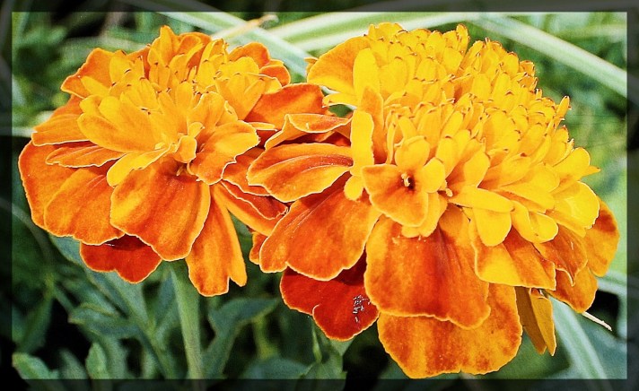 Land Anemone with Occupant