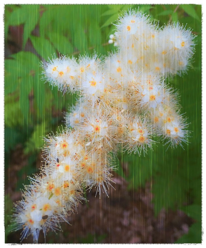 The Colony of Tiny Flowers