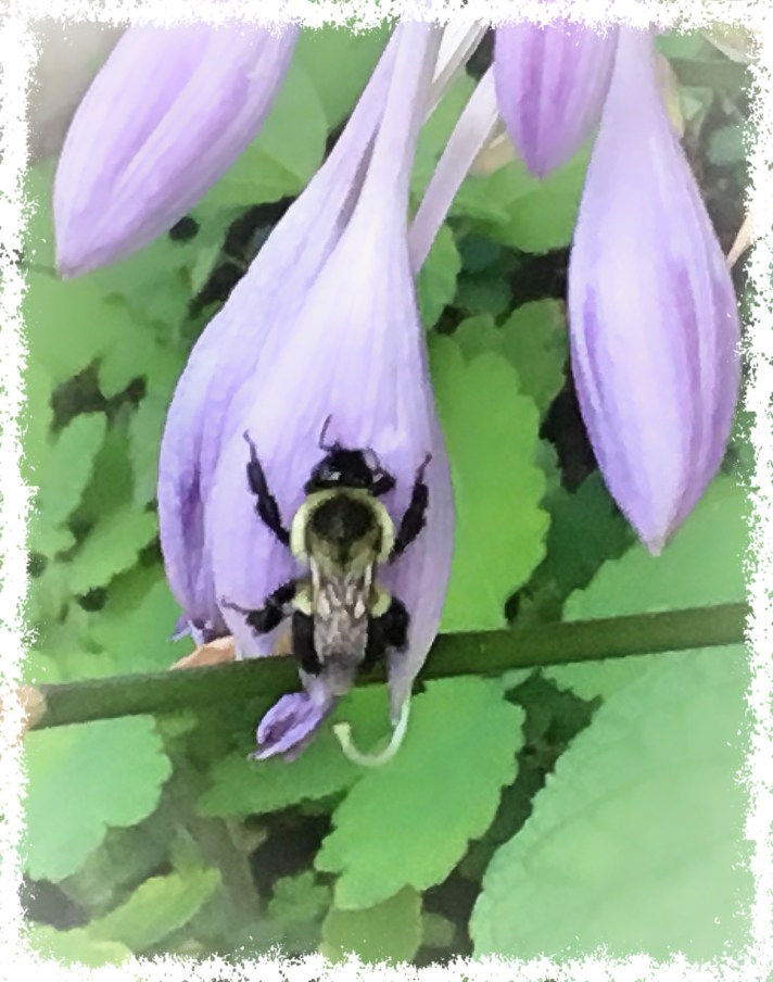 The Purple Pollenator