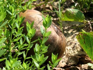 Cuba 8 - washed up on shore