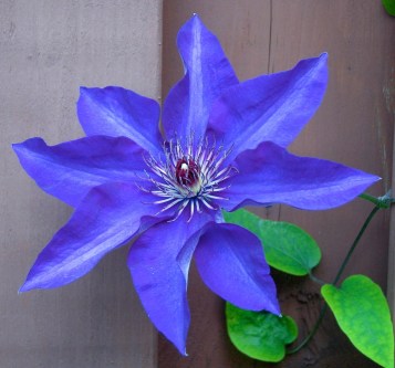 35 A friend from next door