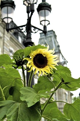R - Quebec City Public Garden 13-013