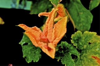 R - Quebec City Public Garden 13-015