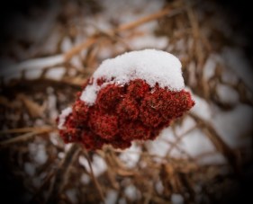 Vignettes - First Snow 2015-1