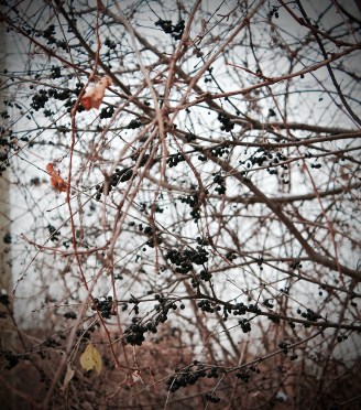 Vignettes - First Snow 2015-2