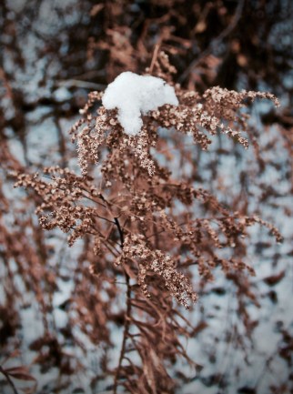 Vignettes - First Snow 2015-4