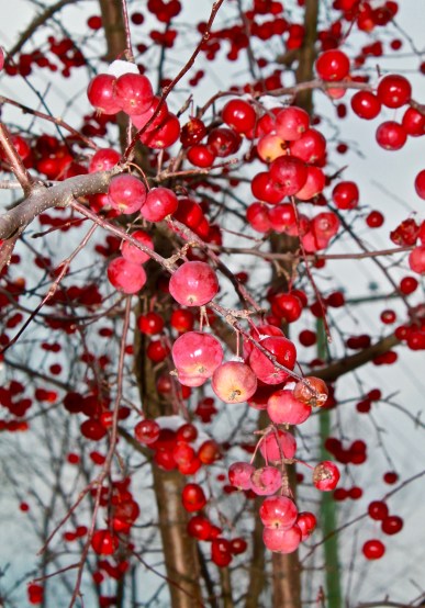 Vignettes - First Snow 2015-7