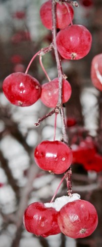 Vignettes - First Snow 2015-8