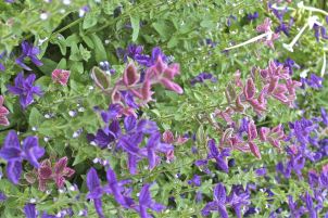 R - Quebec City Public Garden 13-003