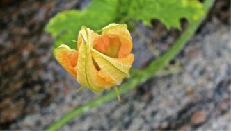 R - Quebec City Public Garden 13-016