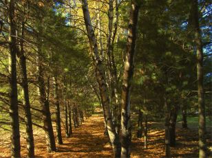 R-St-Denis Woods 12-004