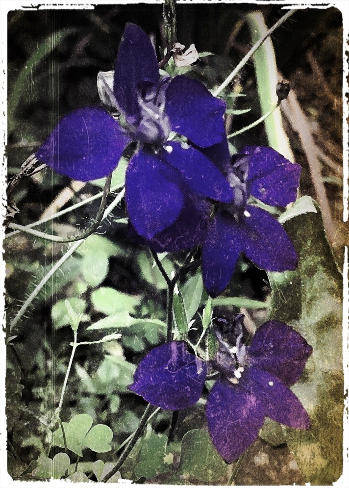 Collage by Mother Nature