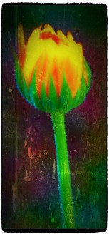 Dreaming of the Day.jpg