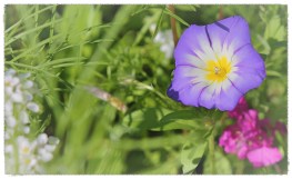 The Sound And The Fury