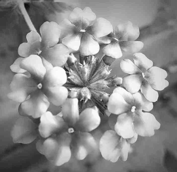 Revisionist Poetry – “Close-Up on a Broomstick Moon” – Ready for my close-up, Mr. Deville, v.4