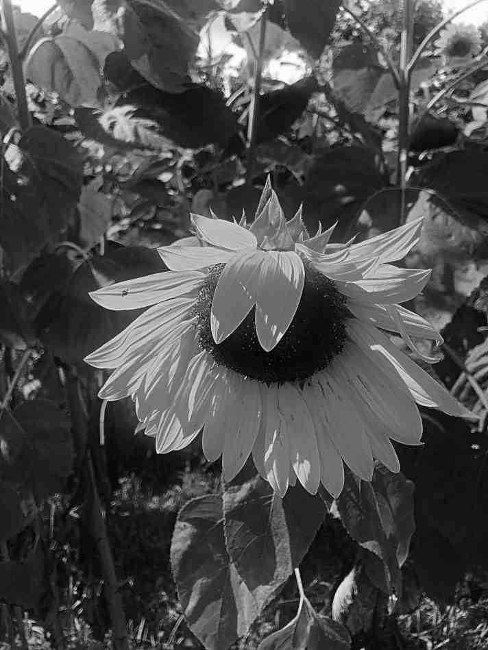 Revisionist Poetry – “Good Morning ” – Downward Glance, v.3