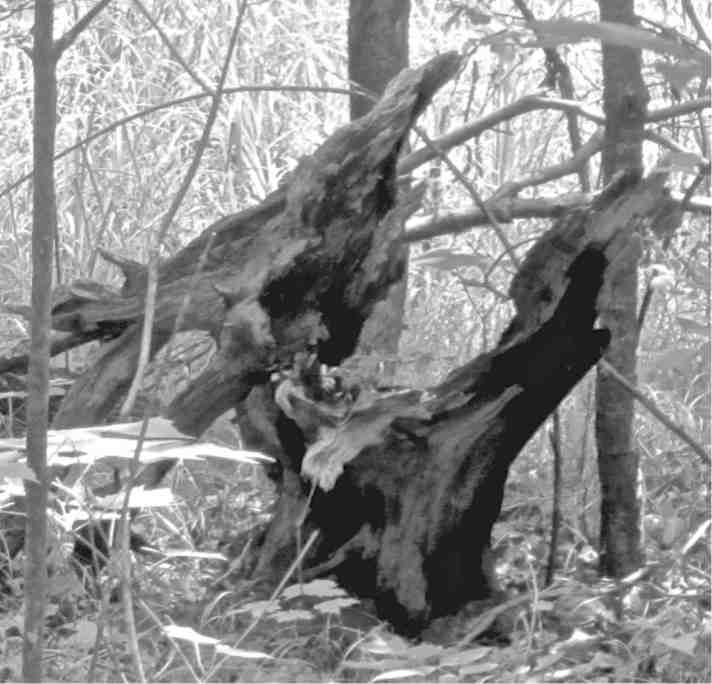 Revisionist Poetry – “Cathedral of Roots” – Dragon Head, v.3