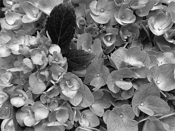 Revisionist Poetry – “Requiem of the Meadow” – Floral Intensities, v.5