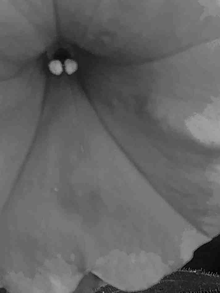 Revisionist Poetry – “Rust, Roses, and a Little Static” (Speakeasy vibes) – Floral Gramophone, v.4