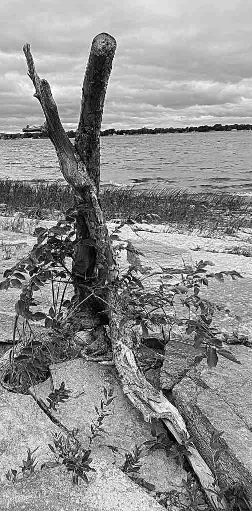 Revisionist Poetry – “The River’s Undead Garden” – Rooted Flotsam, v.3