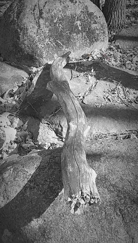 Revisionist Poetry – “The Woods with Rust in Their Throat” – A Bit of Goldsworthy & Adams, v.4… in a Tom Waits style lament…